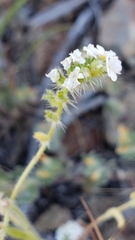 Cryptantha abramsii
