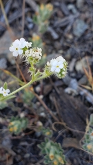 Cryptantha abramsii
