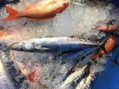 Scomberomorus cavalla