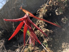 Sprekelia formosissima