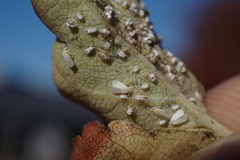 Siphoninus phillyreae