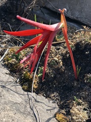 Sprekelia formosissima