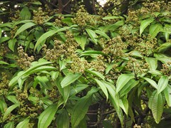 Miconia grandiflora
