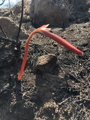 Sprekelia formosissima