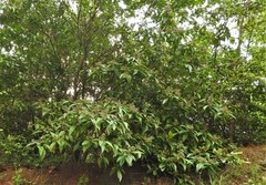Miconia grandiflora