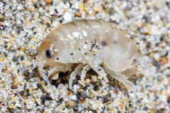 Orchestoidea tuberculata