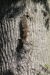 Sciurus carolinensis
