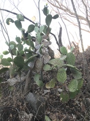 Opuntia decumbens