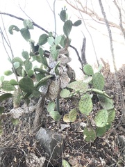 Opuntia decumbens