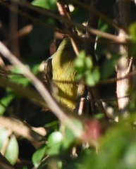 Passerina ciris image