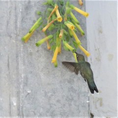 Heliomaster furcifer