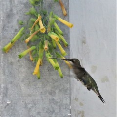 Heliomaster furcifer