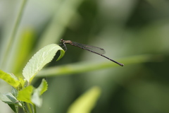 Prodasineura autumnalis