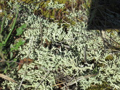 Cladonia caroliniana