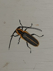 Saperda lateralis