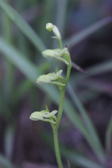Platanthera minor