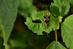 Deltoplastis commatopa
