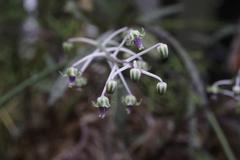 Ledebouria socialis