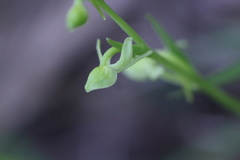 Platanthera minor