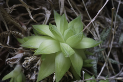 Haworthia cymbiformis incurvula