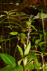 Liparis formosana