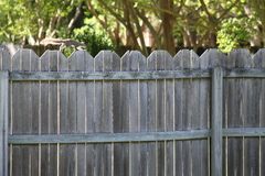 Sciurus carolinensis