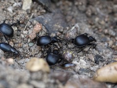 Scaphinotus punctatus