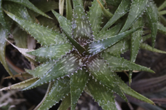 Aloe harlana