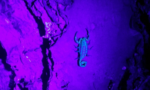 Buthidae image