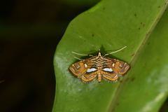 Paracymoriza cataclystalis