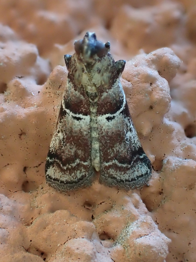 Alophia combustella