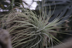 Tillandsia argentea