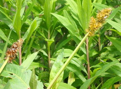 Carex stipata maxima