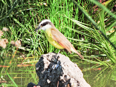 Pitangus sulphuratus