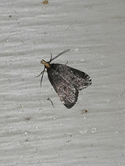 Loxostegopsis merrickalis