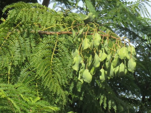 Jacaranda mimosifolia