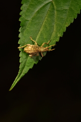 Episomus watanabei