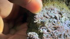 Pachygrapsus minutus