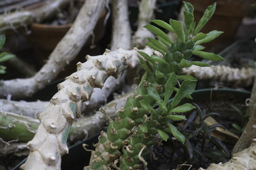 Monadenium succulentum Schweick.