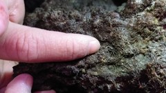 Pachygrapsus minutus