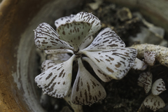 Kalanchoe rhombopilosa