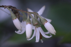 Styrax confusus