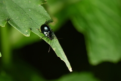 Arthrotus abdominalis