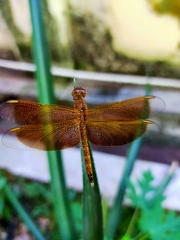 Neurothemis fluctuans