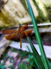 Neurothemis fluctuans