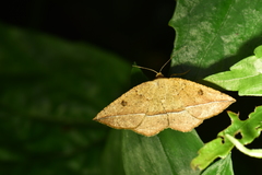 Entomopteryx rubridisca