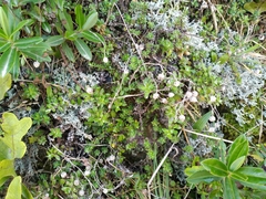 Anaphalioides trinervis