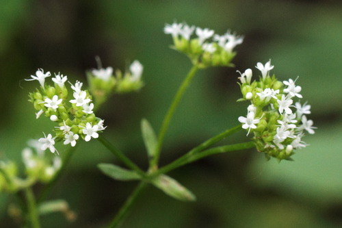 Valerianella umbilicata (Sull.) Alph.Wood