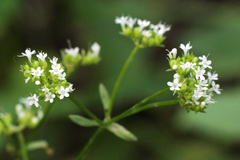 Valerianella umbilicata