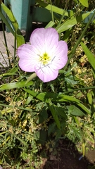 Oenothera speciosa
